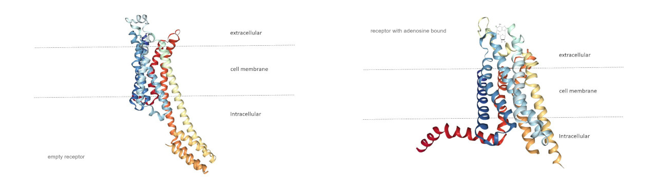 quiet adenosine receptor and activated adenosine receptor